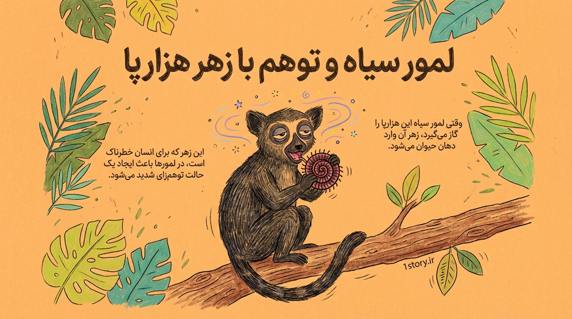 عکس لمور سیاه