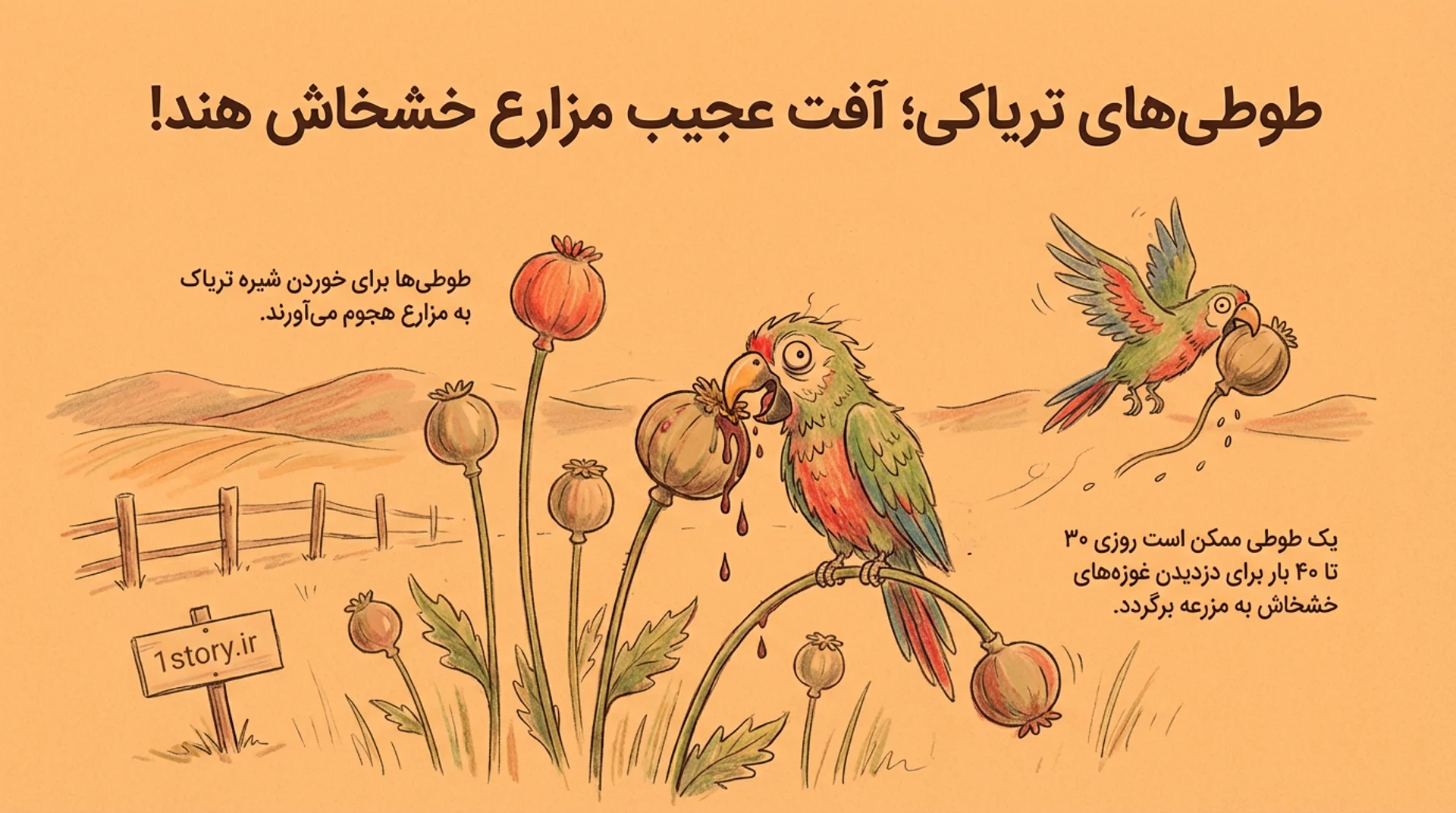 عکس طوطی‌های تریاکی