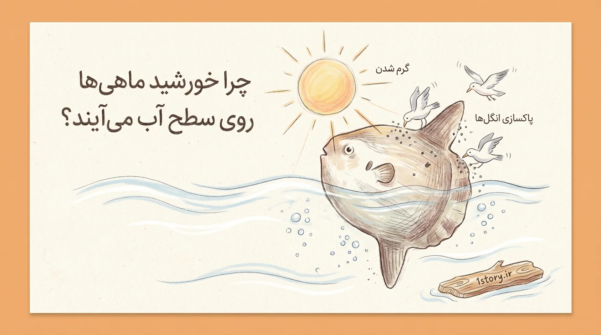 عکس چرا خورشید ماهی‌ها روی سطح آب می‌آیند؟