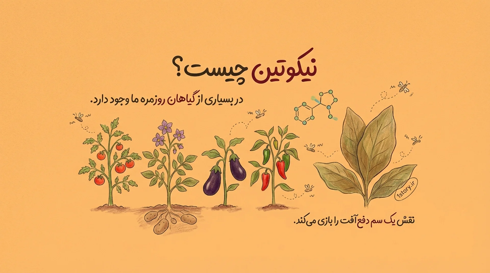 عکس نیکوتین اصلاً چیست و از کجا می‌آید؟