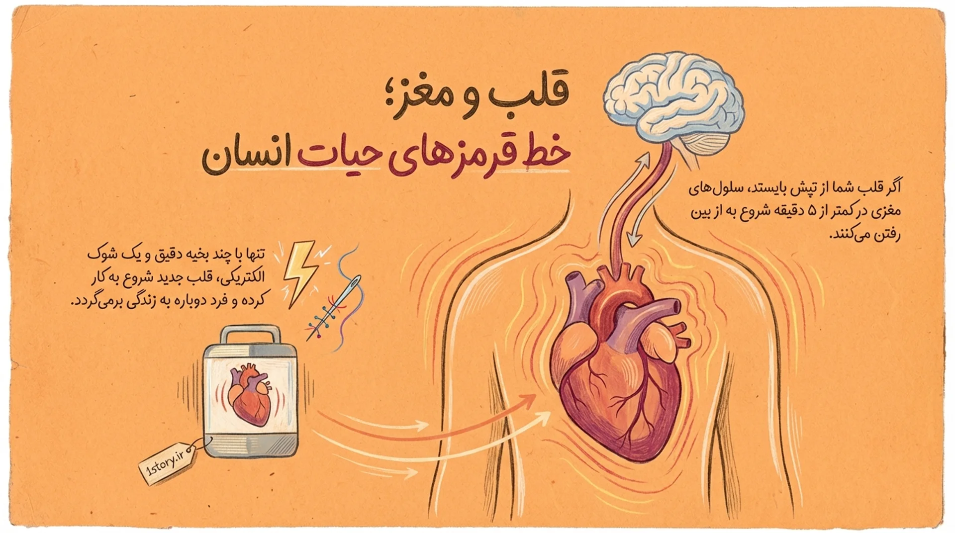 عکس قلب و مغز