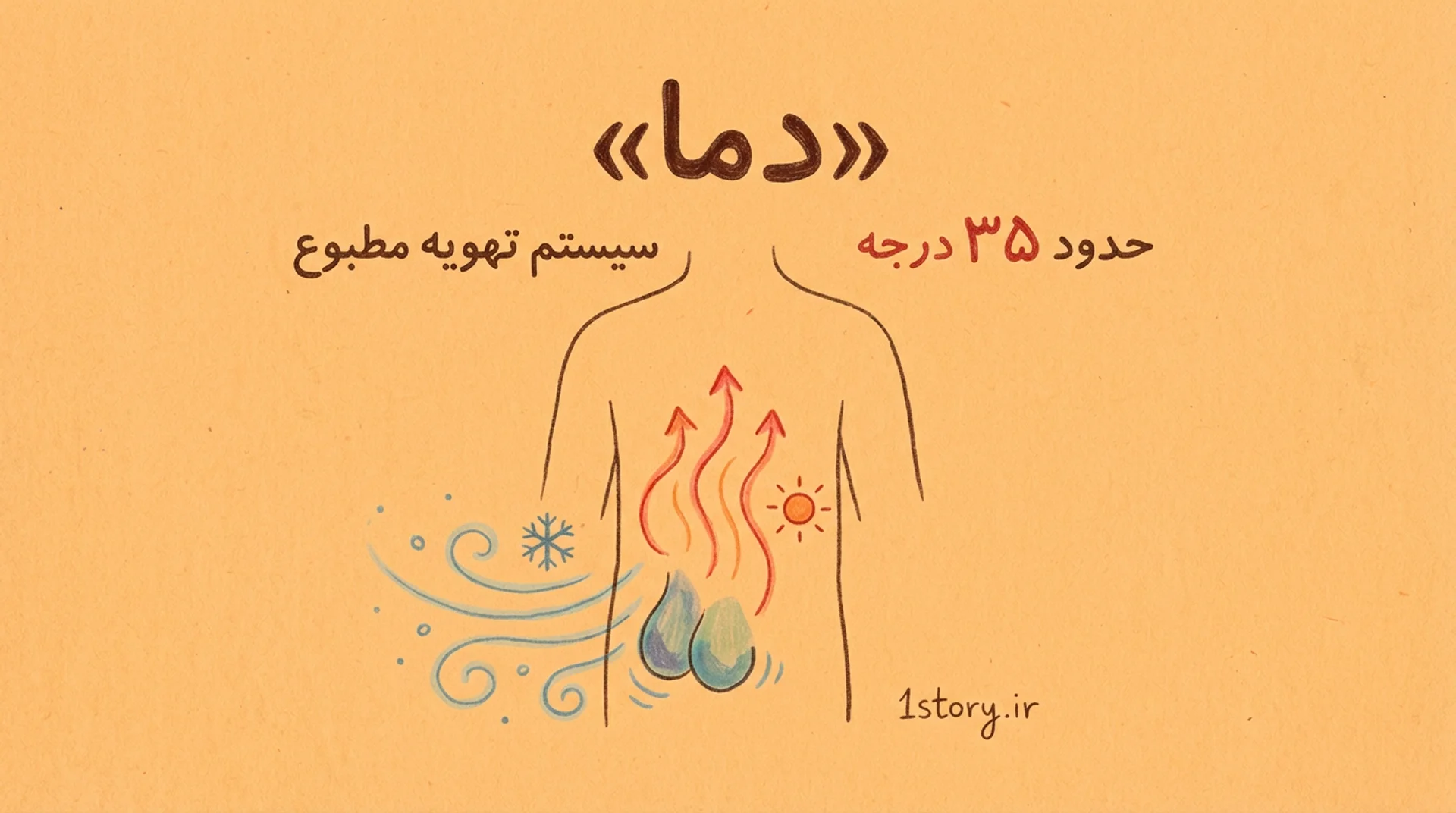 عکس چرا بیضه‌ها بیرون از بدن قرار دارند؟