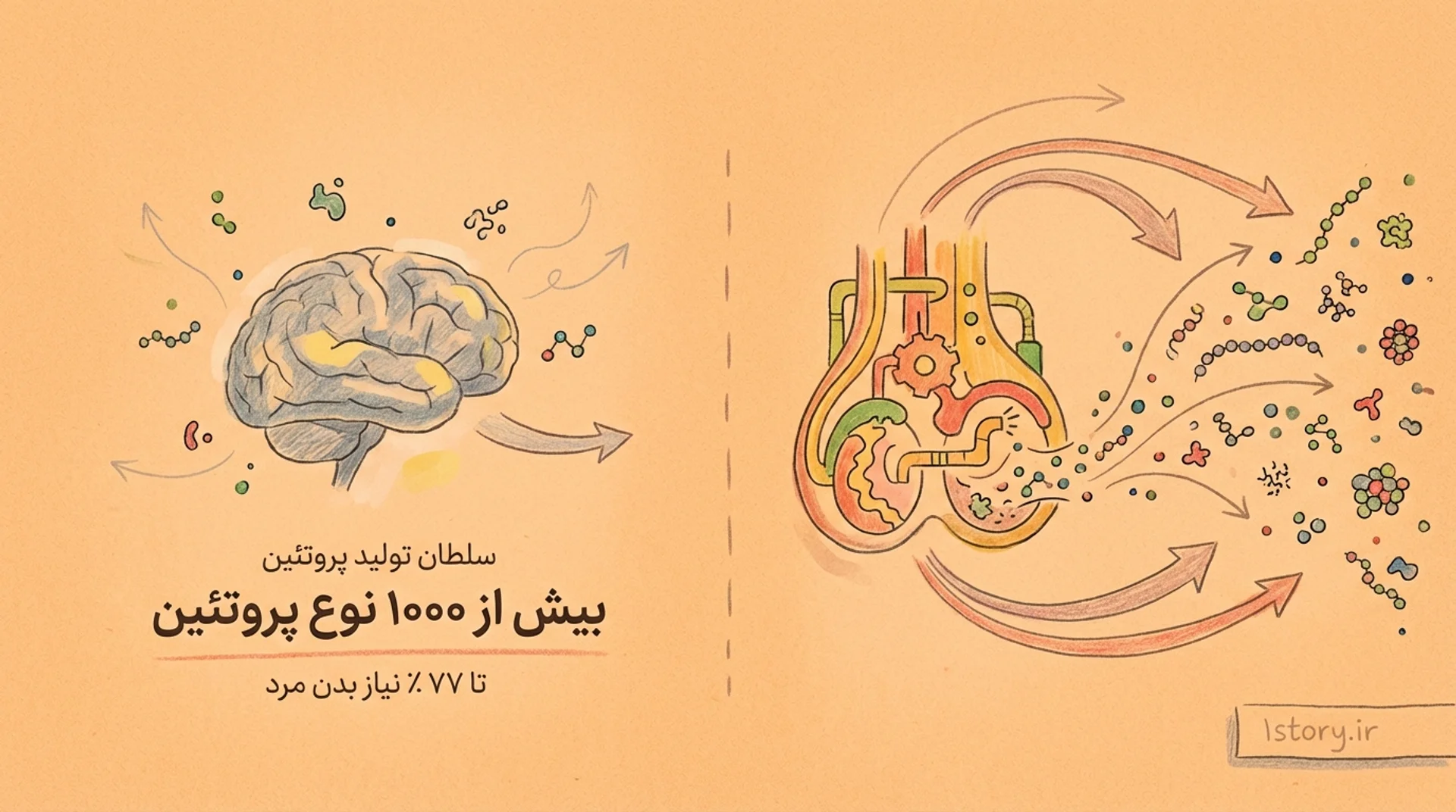 عکس سلطان تولید پروتئین در بدن